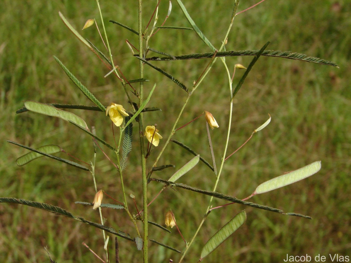 Chamaecrista mimosoides (L.) Greene
